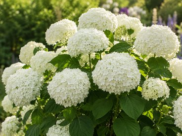 Hortensja drzewiasta 'Flower WOW®