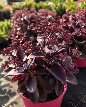Rozchodnik 'Oriental Dancer'