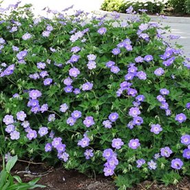 Bodziszek "Azure Rush"