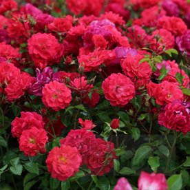 Heidefeuer (Red Flower Carpet)