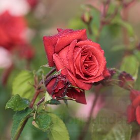 Terracotta (Meicobius)