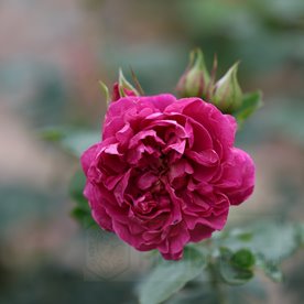 Highclere Castle Climbing