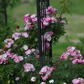 Lavender Siluetta DONICZKA