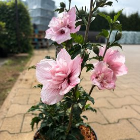 Hibiskus syryjski Pink Chiffon – różowy hibiskus o półpełnych kwiatach