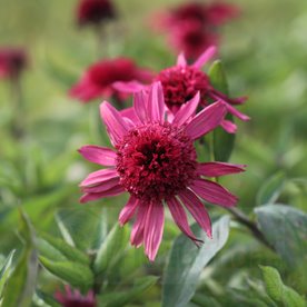 Jeżówka "Papallo Semi Double Cherry"