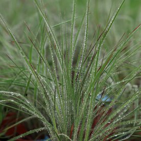 Palczatka miotlasta "Ha Ha Tonka"