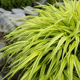 Hakonechloa smukła Aureola – złocista trawa ozdobna do półcienia