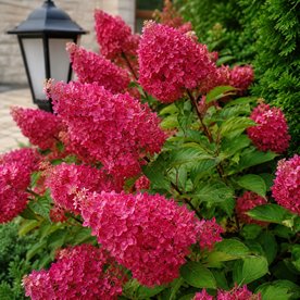 Hortensja "Fraise Melba"