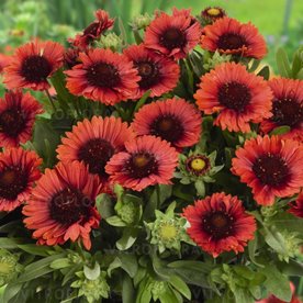 Gailardia SpinTop™ Red