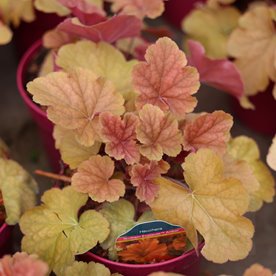 Żurawka Nothern Exposure 'Amber'