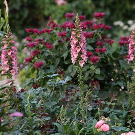 Naparstnica Digiplexis™ "Berry Canary"