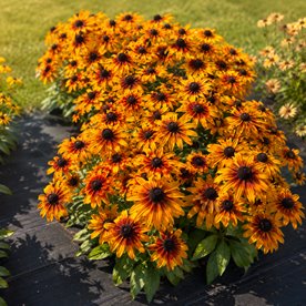 Rudbekia Sunbeckia® Sarah