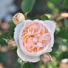 Natural Aroma (Bozarom014)