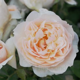 Anistar Aroma (Bozarom02)