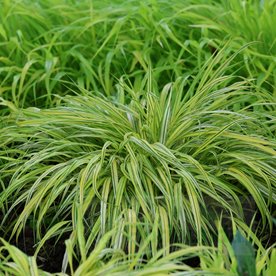 Hakonechloa "Mulled wine"