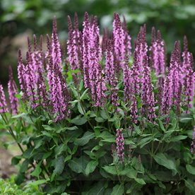 Szałwia omszona "Midnight Rose"