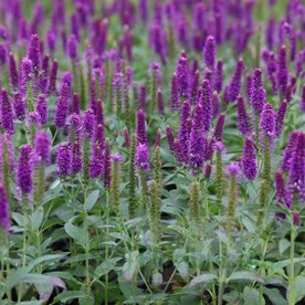 Przetacznik Lancita "Purple"