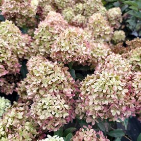 Hortensja bukietowa Living Little Love – kompaktowa hortensja do donicy