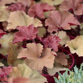 Żurawka REX 'Dark Amber'