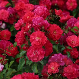 Heidefeuer (Red Flower Carpet)