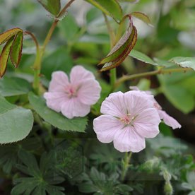 Bodziszek "Pink Summer"