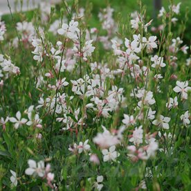 gaura lindheimeri "Flamingo White"