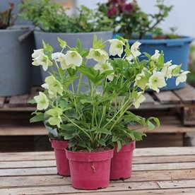 Ciemiernik orientalis "Pretty Ellen White"