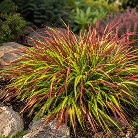 Hakonechloa smukła 'Mulled Wine'