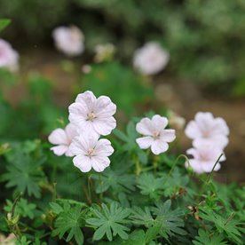 Bodziszek "Pink Summer"