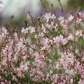 Gaura Gambit® Rose Bicolor