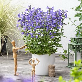 Kocimiętka " Blue Planet"