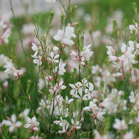 gaura lindheimeri "Flamingo White"