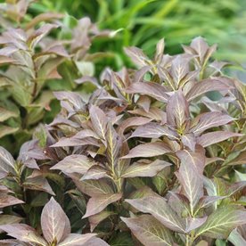 Krzewuszka "Cappucino"