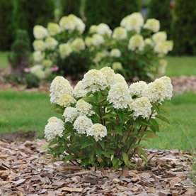 Hortensja bukietowa 'GardenLights® Greenlight’