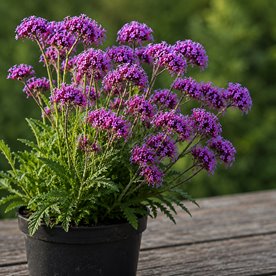 Werbena "Violetta"