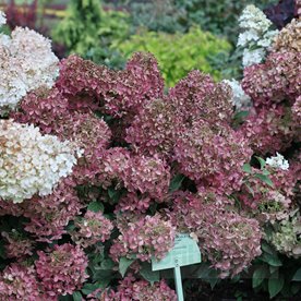 Hortensja bukietowa "Petite Star"