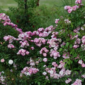 Lavender Siluetta DONICZKA