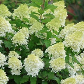 hortensja bukietowa "Limelight"